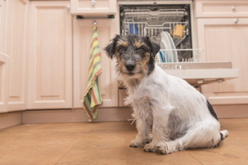 Hund sitzt gemützlich in der Küche