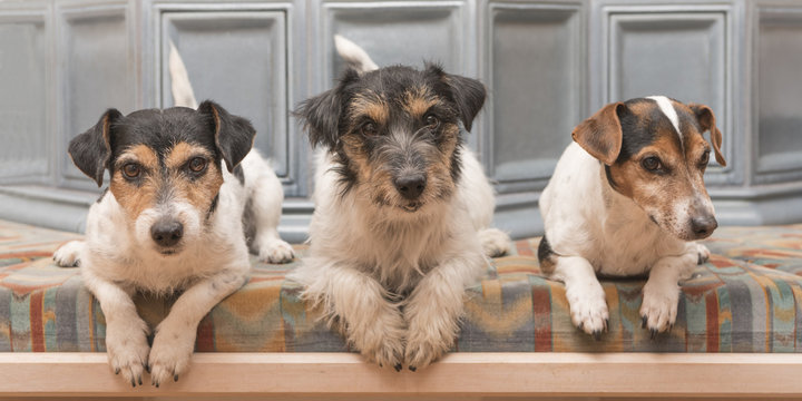 Drei Hund liegen gehorsam auf der Bank im Zimmer