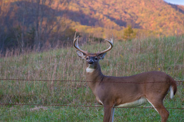 WHITETAIL DEER