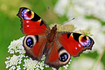 Peacock butterfly on flower © Selcuk