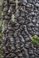 Closeup of Araucaria tree at National Park Nahuelbuta, South of Chile.