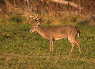 WHITETAIL DEER