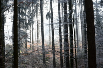 Senkrecht, Fichtenstämme im winterlichen Wald mit Raureif und Sonne