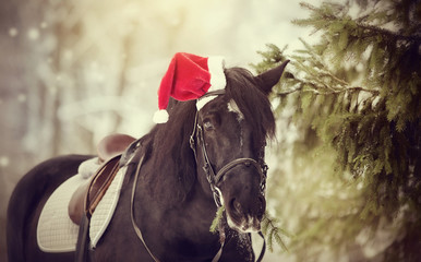 Cheval de cheval de sport noir dans un chapeau de père Noël rouge