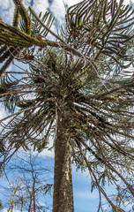 Araucaria tree at National Park Nahuelbuta, South of Chile.