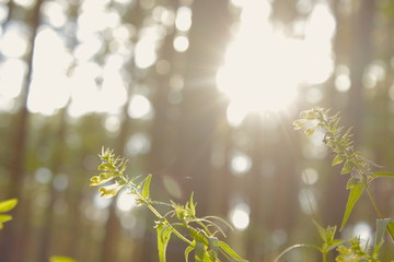 the sun shines through the trees on the leaves, background