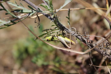 Grasshopper in the grass, in the field 