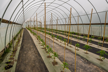 Nursery hothouse with young tomato plants 