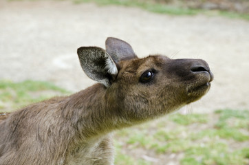 kangaroo