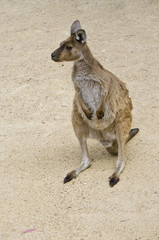 Fototapeta premium kangaroo
