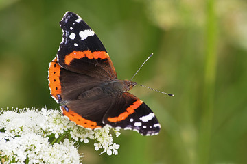 Red Admiral on flower