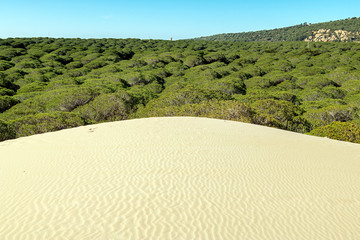 Dune that advances, burying trees. Bolonia, Tarifa. © Juanamari Gonzalez