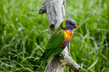 rainbow lorikeet