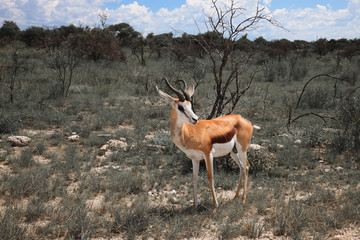 springbok antelope hears sounds between the bushes.     in the E