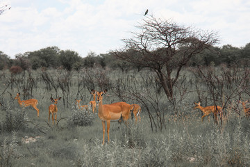huge family  herd impala grazing in the field    in the Etosha P