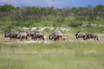 Naklejka na ściany i meble herd wildebeest moves to a new location pastures. in the Et
