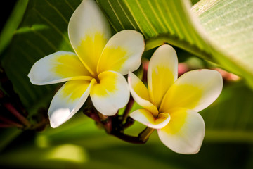 Plumeria flowers on the tree