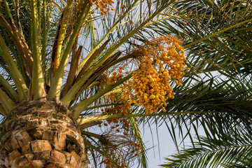 Fototapeta premium Date palm with bunches of orange dates