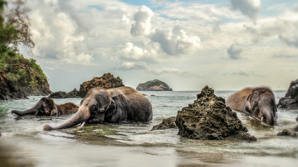 Elephants Coming out of the Ocean. Elephants emerging from the pacific ocean.
