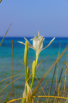 Summer wildflowers.Torre Guaceto Nature Reserve: Pancratium Maritimum, or Sea Daffodil. BRINDISI (Apulia)-ITALY-Mediterranean maquis: a nature sanctuary between the land and the sea.