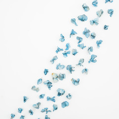 Blue flowers on white background, Flat lay, Top view