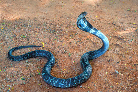 Wild Indian cobra on ground