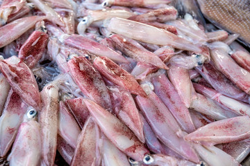 Fresh squid at fishmarket