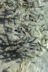 School of Fish in a line in shallow water