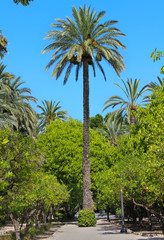 Obraz premium Gran Palmera en el Palmeral de Elche, Alicante