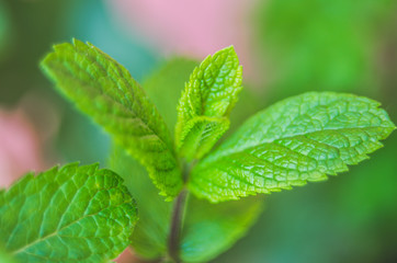 close up of menta leaf