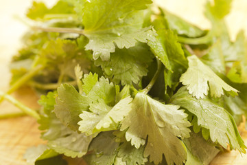 leaves of fresh cilantro