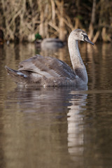 Mute Swan, Swans, Cygnus olor