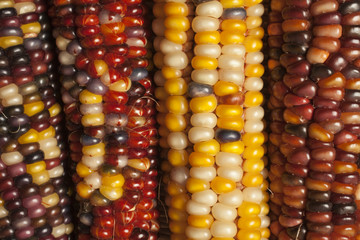 dried corn, sometimes called 