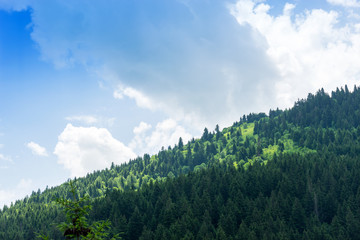 Beautiful pine trees on background high mountains. Giresun