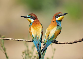abejaruco