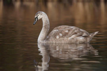 Mute Swan, Swans, Cygnus olor