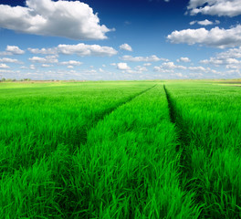 green wheat field