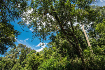 Deep inside the jungle. Taman Negara national park in Malaysia