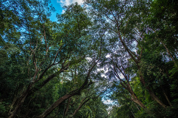 Deep inside the jungle. Trees in Taman Negara national park in Malaysia