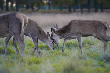 Naklejka na ściany i meble Deers in Richmond park