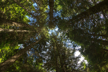 Wide-angle shot of a sunlit green wood. Giresun - Turkey