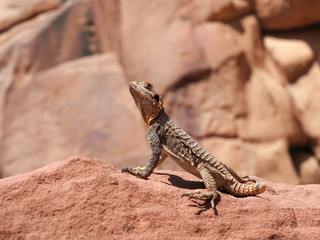 Naklejka na ściany i meble Starred agama (Stellagama stellio) also known as star lizard or roughtail rock agama on the rock at Wadi Rum, Jordan