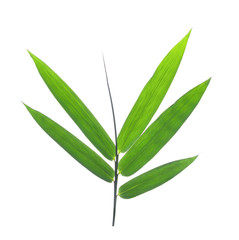 bamboo leaves on a white background