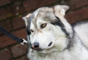 Naklejka na ściany i meble A beautiful husky wolf dog, with yellow eyes and beautiful fur coat, on a lead.
