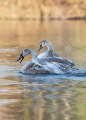 Mute Swan, Swans, Cygnus olor