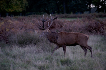 Deers in Richmond park