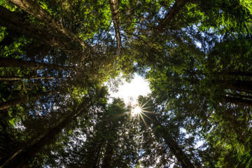 Fototapeta premium Wide-angle shot of a sunlit green wood. Giresun - Turkey