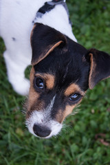 Young Dog on green lawn with big eyes looking upwards