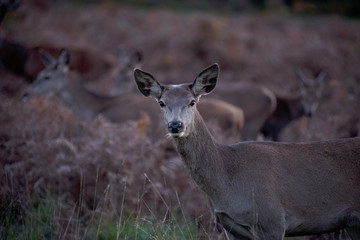 Deers in Richmond park