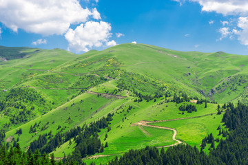 Fototapeta premium Beautiful pine trees on background high mountains. Giresun